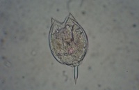 microscope-zoom-sample-small.JPG