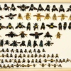 Xylocopa specimens