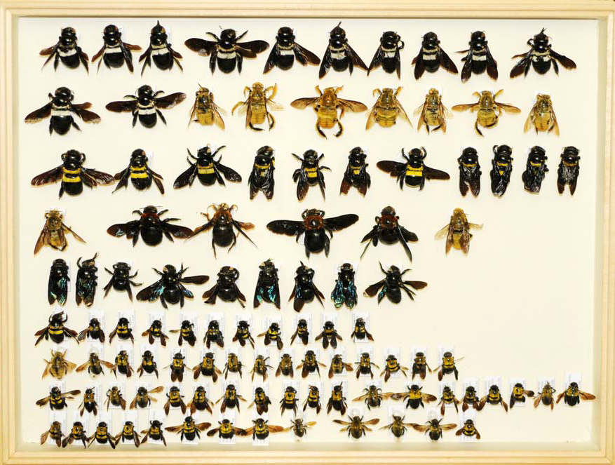 Xylocopa specimens