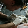 Visit behind the scenes: taxidermy